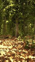 dernière lumière du jour entrant dans la vieille forêt juste après la pluie video