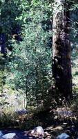 chemin de terre ou chemin de boue en forêt video