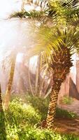 Majestic sun rays shining through lush palm canopy video