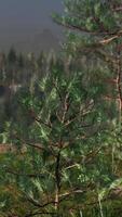 Mountains covered with woods in the early morning mist video