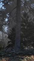 luce del sole entrata autunno conifero foresta su un' nebbioso mattina video