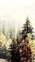 deslumbrante conífero floresta dentro a montanhas durante outono pôr do sol video