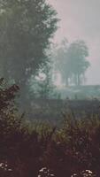 dimmig morgon i skogen video