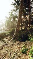 el sendero del oasis de palmeras es una de las muchas caminatas populares en el parque nacional video