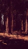 tramonto Visualizza nel il foresta nel sequoia nazionale parco video