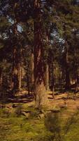 Sun's rays casting a warm glow on the park's trees video