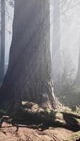 Huge redwoods located at the Sequoia National Park video