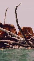 belas rochas do mar e árvores mortas em um mar de luz crepuscular video