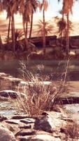 Palm trees flourish around a pool of water at a park in Palm Desert video