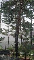 bosque de pinos en la ladera de la montaña video