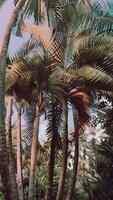 tropical palms and plants at sunny day video