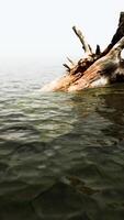 dode boomtakken en stam in de zee video