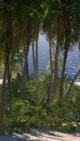 plage de palmiers sur une île paradisiaque tropicale idyllique video