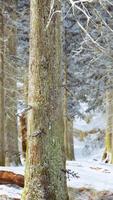 winter rustig bos op zonnige dag video