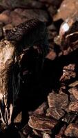 crâne de bélier sur les rochers du désert video