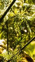 bosque de bambú verde en hawaii video
