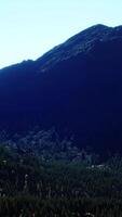 panorama van kegelbos bij bergen video