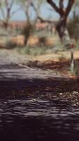 strada dell'entroterra con erba secca e alberi video