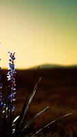 wild flowers on hills at sunset video