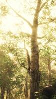solstrålar i en dimmig skog på hösten video