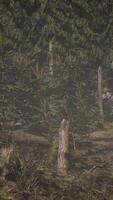 spruce forest at summer day video