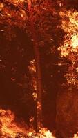 grote vlammen van bosbrand 's nachts video