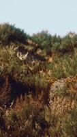 dunes de plage avec de longues herbes video