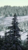 beautiful winter landscape in the mountains video