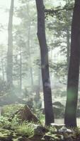 Forest with pond and mist with sunrays video
