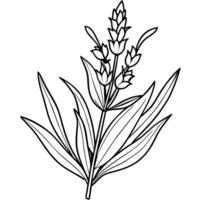 lavanda flor contorno ilustración colorante libro página diseño, lavanda negro y blanco línea Arte dibujo colorante libro paginas para niños y adultos vector