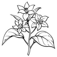 Jasmine flower outline illustration coloring book page design, Jasmine flower black and white line art drawing coloring book pages for children and adults vector