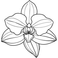 Orchid flower outline illustration coloring book page design, Orchid flower Bouquet black and white line art drawing coloring book pages for children and adults vector