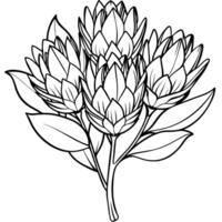 Protea flower outline illustration coloring book page design, Protea flower black and white line art drawing coloring book pages for children and adults vector