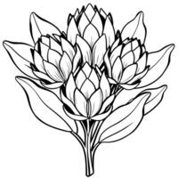 Protea flower outline illustration coloring book page design, Protea flower black and white line art drawing coloring book pages for children and adults vector