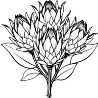 Protea flower outline illustration coloring book page design, Protea flower black and white line art drawing coloring book pages for children and adults vector