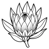 Protea flower outline illustration coloring book page design, Protea flower black and white line art drawing coloring book pages for children and adults vector