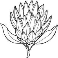 Protea flower outline illustration coloring book page design, Protea flower black and white line art drawing coloring book pages for children and adults vector