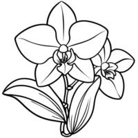 Orchid flower outline illustration coloring book page design, Orchid flower Bouquet black and white line art drawing coloring book pages for children and adults vector