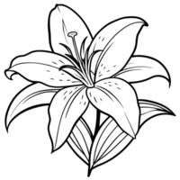 Lily Flower outline illustration coloring book page design, Lily Flower black and white line art drawing coloring book pages for children and adults vector