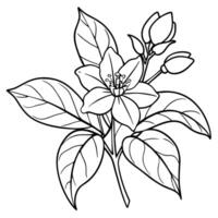 Jasmine flower outline illustration coloring book page design, Jasmine flower black and white line art drawing coloring book pages for children and adults vector