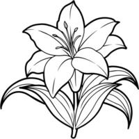 Lily Flower outline illustration coloring book page design, Lily Flower black and white line art drawing coloring book pages for children and adults vector