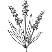 Lavender flower outline illustration coloring book page design, Lavender black and white line art drawing coloring book pages for children and adults vector