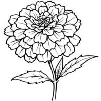 Marigold Flower Bouquet outline illustration coloring book page design, Marigold Flower Bouquet black and white line art drawing coloring book pages for children and adults vector