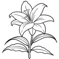 Lily Flower outline illustration coloring book page design, Lily Flower black and white line art drawing coloring book pages for children and adults vector