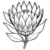 Protea flower outline illustration coloring book page design, Protea flower black and white line art drawing coloring book pages for children and adults vector