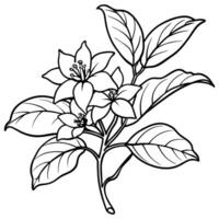 Jasmine flower outline illustration coloring book page design, Jasmine flower black and white line art drawing coloring book pages for children and adults vector