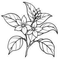 Jasmine flower outline illustration coloring book page design, Jasmine flower black and white line art drawing coloring book pages for children and adults vector