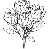 Protea flower outline illustration coloring book page design, Protea flower black and white line art drawing coloring book pages for children and adults vector