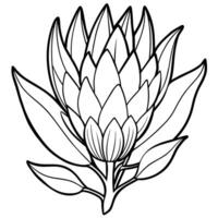 Protea flower outline illustration coloring book page design, Protea flower black and white line art drawing coloring book pages for children and adults vector