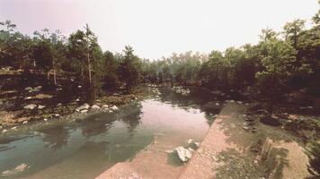un río corriendo mediante un bosque lleno con un montón de arboles video